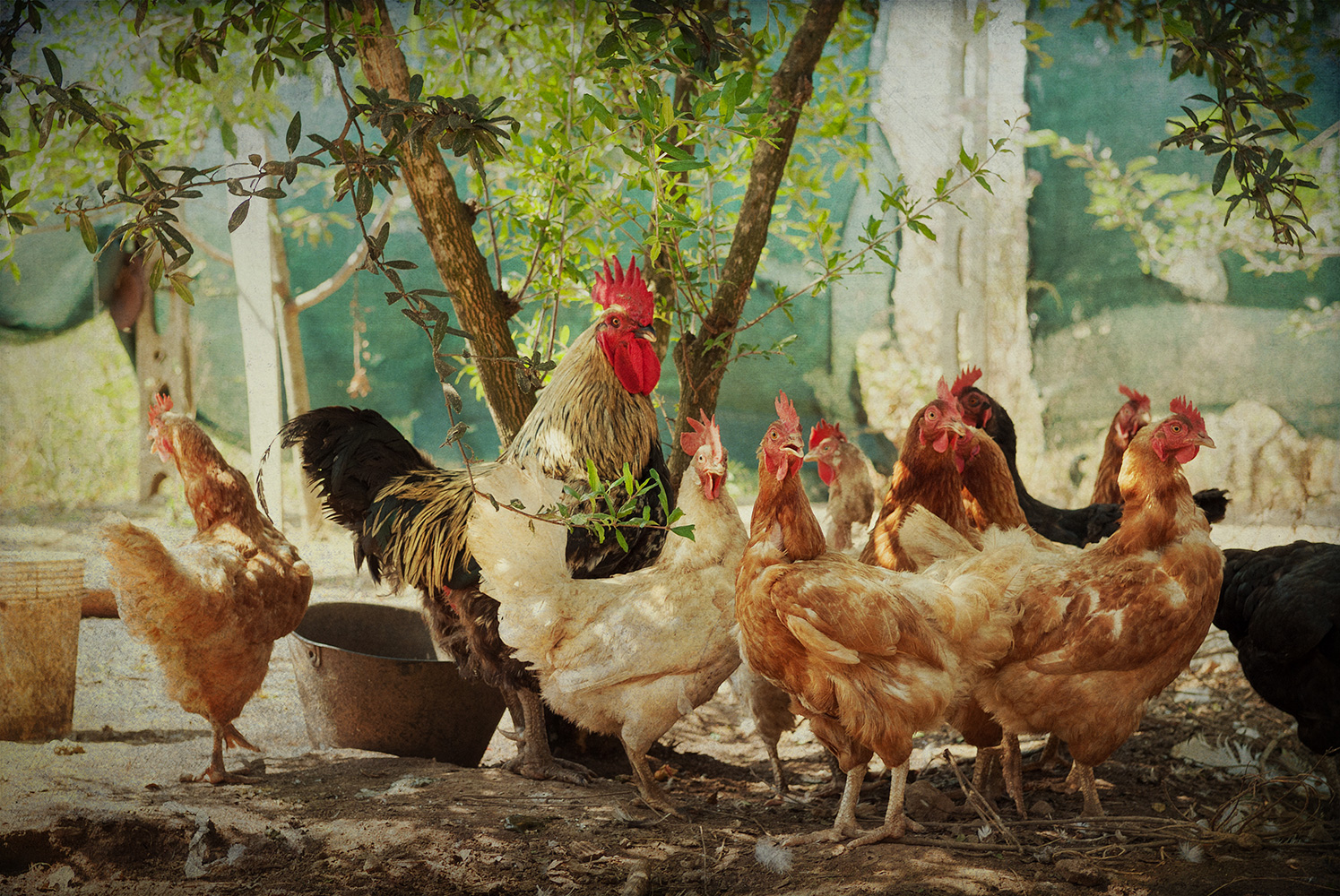 chickens and rooster - farm to table photographer