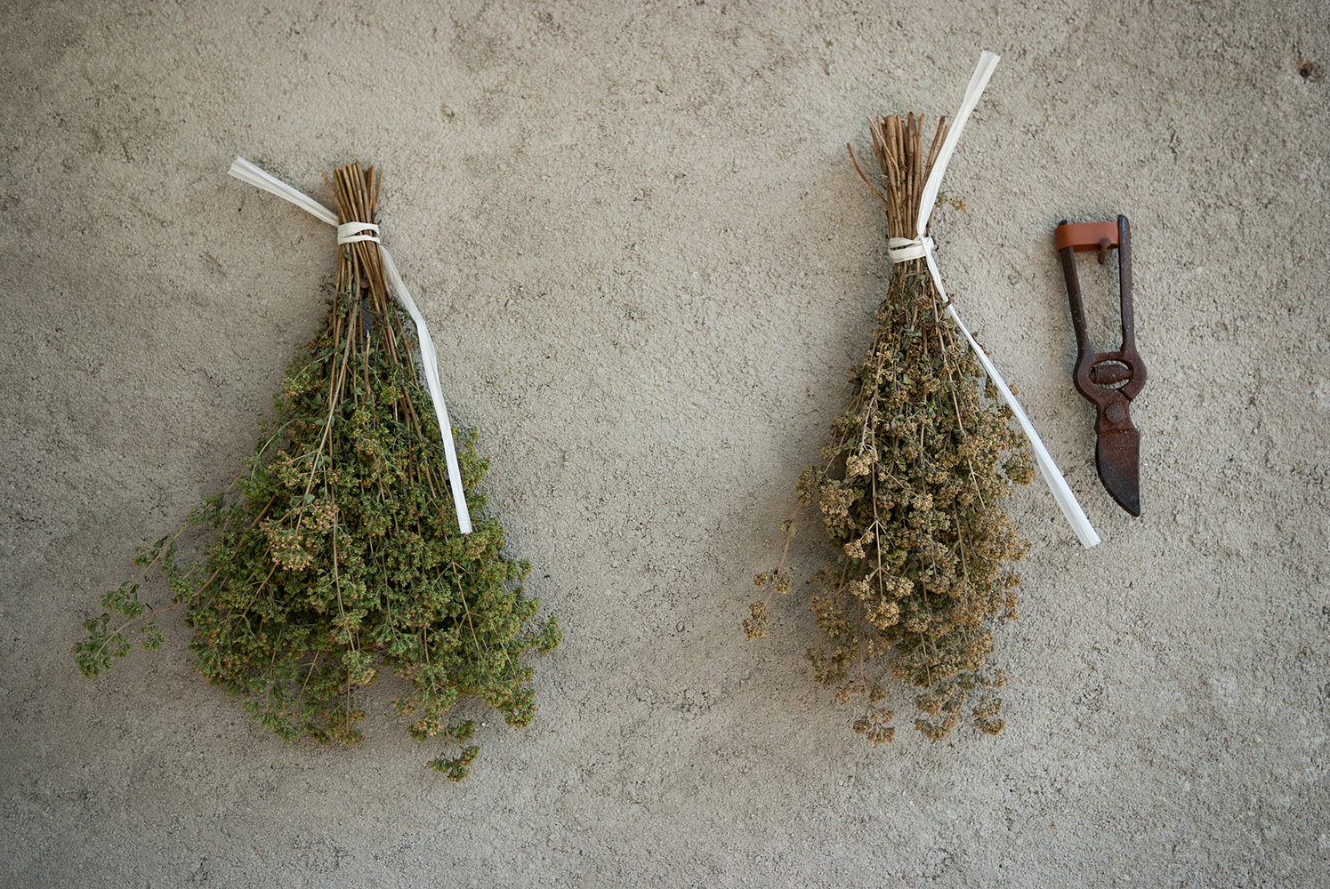 oregano hanging to dry - italian food photography