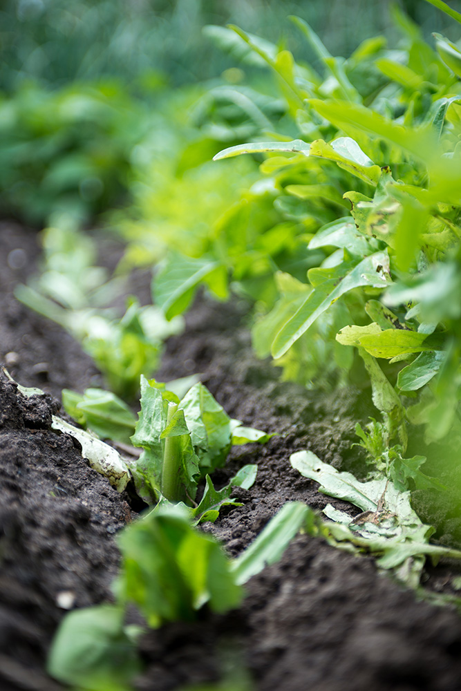 lettuce growing in a garden - farm photographer